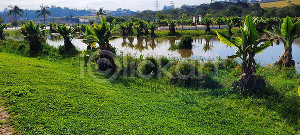 휴식 사람없음 JPG 포토 해외이미지 개화 공원 꽃 꽃가루 남아메리카 내추럴 물 백그라운드 백합 벚꽃 분홍색 뷰티 브라질 생태학 수평선 습지 시골 식물 여름 여행 연꽃 잎 자연 정원 젖음 초록색 평야 풍경 해외202310 해외포토 호수 황무지 흰색