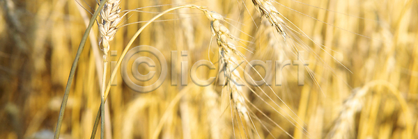 성장 사람없음 JPG 포토 해외이미지 개발 구름 귀 낟알 내추럴 노란색 농경지 농업 농작물 농장 밀 밀짚 밭 밭일 배너 백그라운드 빛 수확 시골 시리얼 식물 씨앗 야외 우주 자연 작업 줄기 하늘 해외202310 해외포토 햇빛 황금