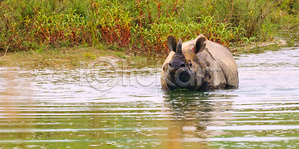 보호 행운 휴식 동양인 사람없음 JPG 포토 해외이미지 공원 국립공원 네팔 다양 동물 동물상 무료 보호구역 뿔 사파리 생물학 생태계 생태학 서식지 숲 야생동물 여행 원정 자연 척추동물 코뿔소 항해 해외202310 해외포토 환경 휴가