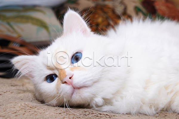 귀여움 사람없음 JPG 포토 해외이미지 고양이 눕기 반려동물 안락 해외202310 흰색