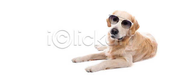 사람없음 성인 JPG 포토 해외이미지 개 거짓말 고립 골든리트리버 기르기 동물 래브라도리트리버 리트리버 머리 반려동물 백그라운드 뷰티 선글라스 순혈 안경 유래 총구 털 해외202310 해외포토 황금 흰색