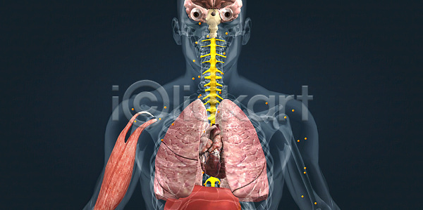 사람 사람없음 JPG 포토 해외이미지 단백질 반응 생물 생물학 포도당 해외202310 해외포토 효과