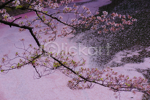 사람없음 JPG 포토 해외이미지 길 꽃잎 벚꽃 벚나무 봄 일본 풍경(경치) 해외202310