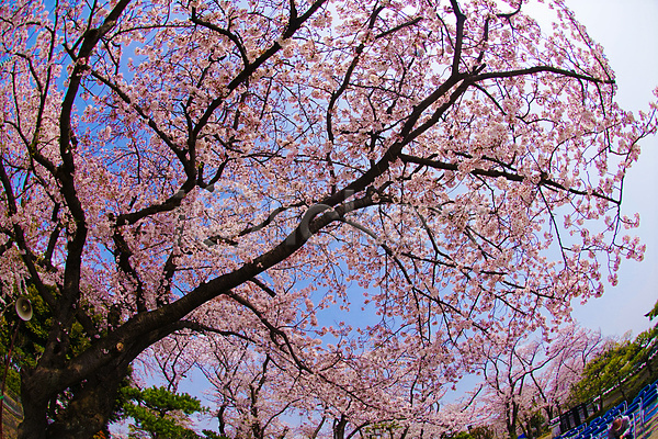 사람없음 JPG 포토 해외이미지 벚꽃 벚나무 봄 요코하마 풍경(경치) 하늘 해외202310
