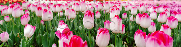 사람없음 JPG 포토 해외이미지 꽃 무료이미지 분홍색 정원 튤립 해외202310 해외포토