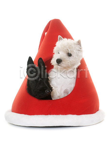 사람없음 JPG 포토 해외이미지 강아지 개 검은색 동물 반려동물 빨간색 산타모자 이벤트의상 컨셉 크리스마스 테리어 해외202004 흰배경 흰색