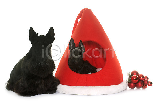 사람없음 JPG 포토 해외이미지 강아지 개 검은색 동물 두마리 반려동물 빨간색 산타모자 이벤트의상 컨셉 쿠션 크리스마스 테리어 해외202004 흰배경