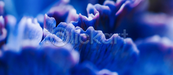 부드러움 선택 성장 신선 사람없음 JPG 포토 해외이미지 갈색 개화 계절 꽃 꽃무늬 꽃잎 내추럴 디자인 미술 백그라운드 벚꽃 복고 봄 분홍색 뷰티 빛 수확 식물 신용카드 여름 자연 질감 추상 카네이션 컨셉 컬러 파란색 해외202310 해외포토 환경 휴가