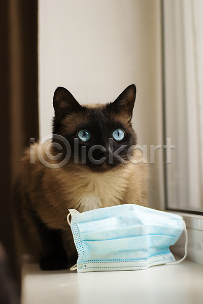 사람없음 JPG 포토 해외이미지 건강 고양이 마스크 무료이미지 반려묘 실내 창가 한마리 해외202310