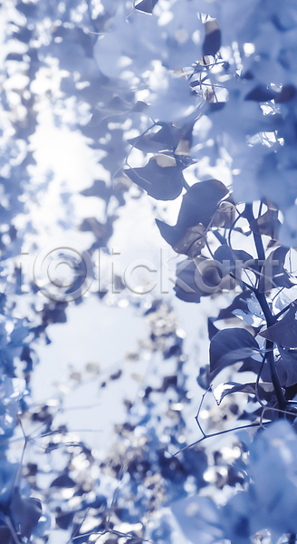 사람없음 JPG 포토 해외이미지 꽃 나뭇가지 나뭇잎 백그라운드 파란색 해외202310