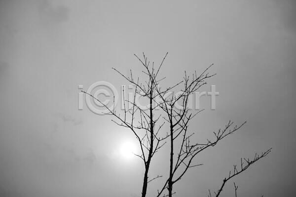 분위기 사람없음 JPG 포토 해외이미지 흑백 검은색 나무 나뭇가지 식물 안개 자연 하늘 해외202310 현상 흰색