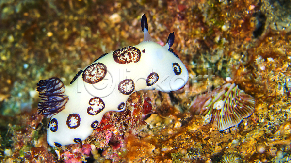 사람없음 JPG 포토 해외이미지 깊이 다양 다이빙 동물 민달팽이 바다 바닷속 뷰티 산호 산호초 생물학 생태계 생태학 수중 아시아 암초 야생동물 야외 인도네시아 자연 잠수함 해외202310 환경