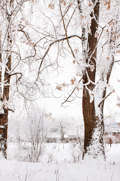 고요 추위 침묵 평화 사람없음 JPG 소프트포커스 포토 해외이미지 거리 겨울 계절 공원 그림 나무 나뭇가지 날씨 내추럴 냉동 눈내림 백그라운드 북쪽 뷰티 뿌연 산 서리 숲 안개 야외 언덕 얼음 여행 자연 장면 해외202310 흰색