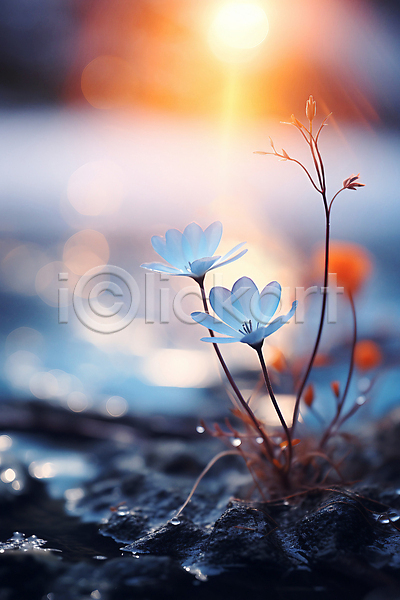 사람없음 JPG 디지털합성 편집이미지 겨울 꽃 백그라운드 보케 빛망울 자연 햇빛
