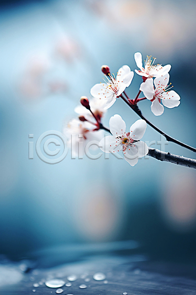 사람없음 JPG 디지털합성 편집이미지 겨울 꽃 나뭇가지 물방울 백그라운드 자연 파란색