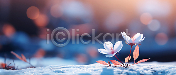 사람없음 JPG 디지털합성 편집이미지 겨울 꽃 눈덮임 백그라운드 보케 빛망울 잎 자연