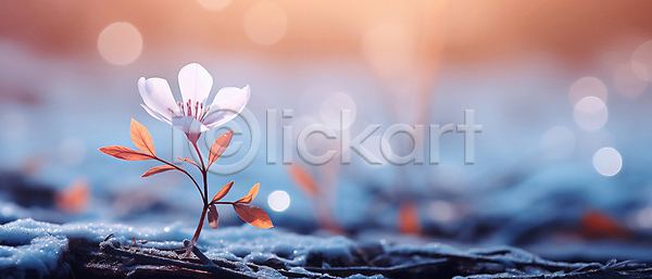 사람없음 JPG 디지털합성 편집이미지 겨울 꽃 눈덮임 백그라운드 보케 빛망울 잎 자연