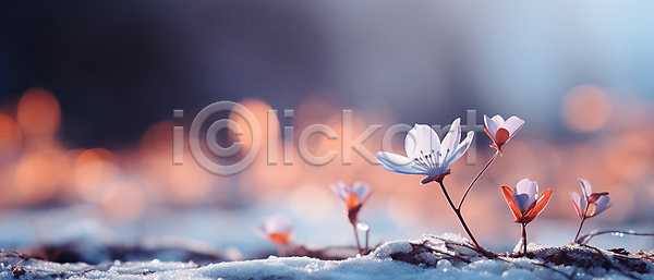 사람없음 JPG 디지털합성 편집이미지 겨울 꽃 눈덮임 백그라운드 보케 빛망울 자연
