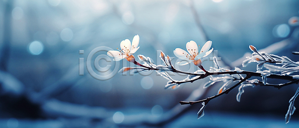 사람없음 JPG 디지털합성 편집이미지 겨울 꽃 나뭇가지 눈덮임 백그라운드 보케 빛망울 서리 자연 파란색