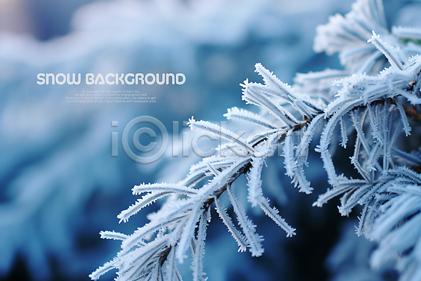 사람없음 PSD 편집이미지 겨울 눈(날씨) 백그라운드 서리 소나무 얼음 파란색