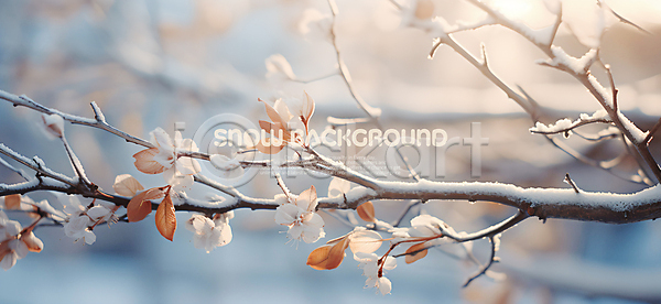 사람없음 PSD 편집이미지 겨울 꽃 나뭇가지 나뭇잎 눈(날씨) 눈덮임 백그라운드 햇빛