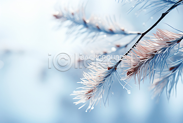 사람없음 PSD 편집이미지 겨울 나뭇가지 눈(날씨) 백그라운드 솔잎 흰색