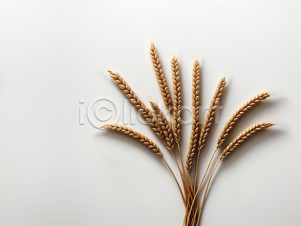 사람없음 JPG 디지털합성 편집이미지 가을(계절) 농작물 밀 백그라운드 이삭 편집소스