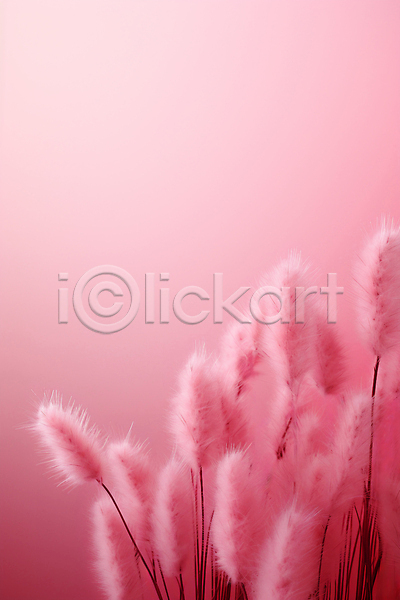 사람없음 JPG 근접촬영 편집이미지 가을(계절) 백그라운드 분홍색 팜파스그라스