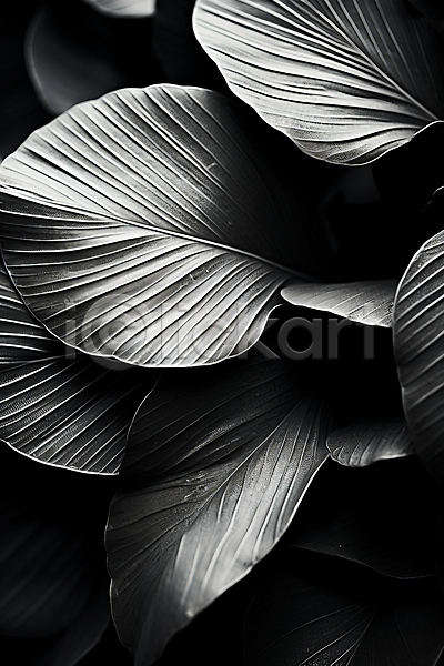 사람없음 JPG 근접촬영 편집이미지 흑백 식물 잎 질감 표면