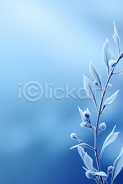 사람없음 JPG 편집이미지 겨울 겨울눈 나뭇가지 나뭇잎 눈(날씨) 눈내림 백그라운드 서리 열매 카피스페이스 하늘색
