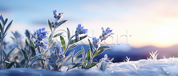사람없음 JPG 편집이미지 겨울 꽃 눈(날씨) 눈내림 백그라운드 서리 설원 잎 카피스페이스