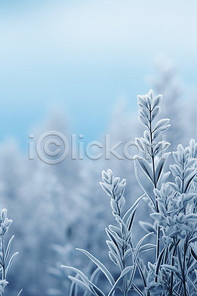 사람없음 JPG 편집이미지 겨울 눈(날씨) 눈내림 백그라운드 블러효과 서리 잎 카피스페이스 풀(식물) 하늘색