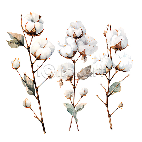 따뜻함 사람없음 JPG 일러스트 나뭇가지 목화꽃 목화솜 수채화(물감) 일렬 잎 흰색
