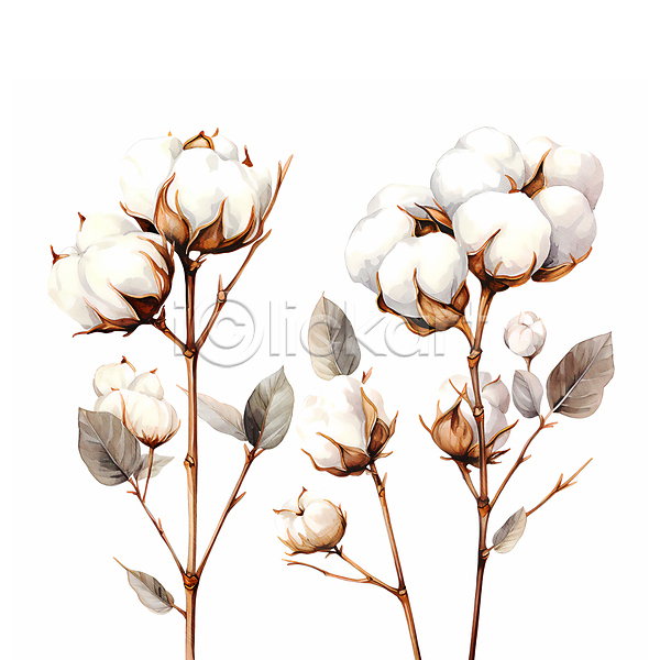따뜻함 사람없음 JPG 일러스트 나뭇가지 목화꽃 목화솜 수채화(물감) 일렬 잎 흰색