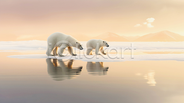 사람없음 JPG 편집이미지 가족 곰 두마리 바다 반사 북극 북극곰 빙하 아기곰 자연 황혼