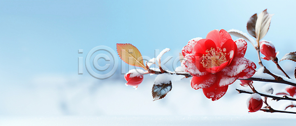 사람없음 JPG 편집이미지 겨울 겨울꽃 나뭇가지 눈(날씨) 동백 잎 하늘