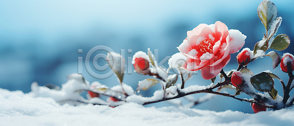 사람없음 JPG 편집이미지 겨울 겨울꽃 나뭇가지 눈(날씨) 동백 잎