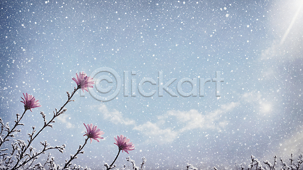 추위 사람없음 JPG 편집이미지 겨울 꽃 눈(날씨) 눈내림 설원 풍경(경치) 하늘