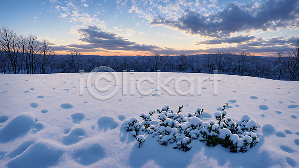 추위 사람없음 JPG 편집이미지 겨울 나무 눈(날씨) 설원 풀(식물) 풍경(경치) 하늘