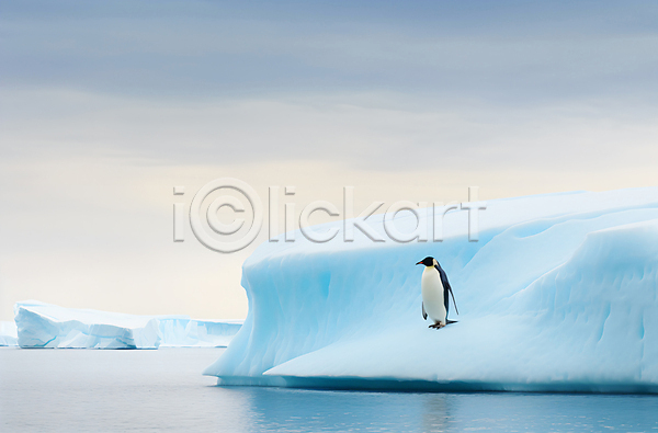 사람없음 JPG 편집이미지 남극 백그라운드 빙산 빙하 펭귄 한마리