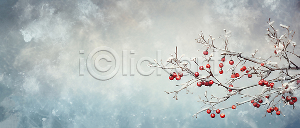 사람없음 JPG 일러스트 겨울 꽃나무 나뭇가지 눈(날씨) 백그라운드 열매 유화 카피스페이스 하늘색