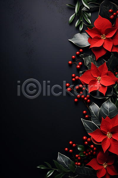사람없음 JPG 디지털합성 편집이미지 검은색 겨울 백그라운드 빨간색 열매 잎 카피스페이스 포인세티아