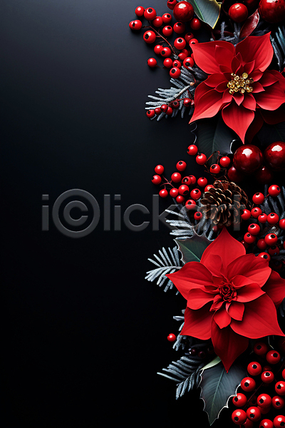 사람없음 JPG 디지털합성 편집이미지 검은색 겨울 백그라운드 빨간색 솔방울 열매 잎 카피스페이스 포인세티아