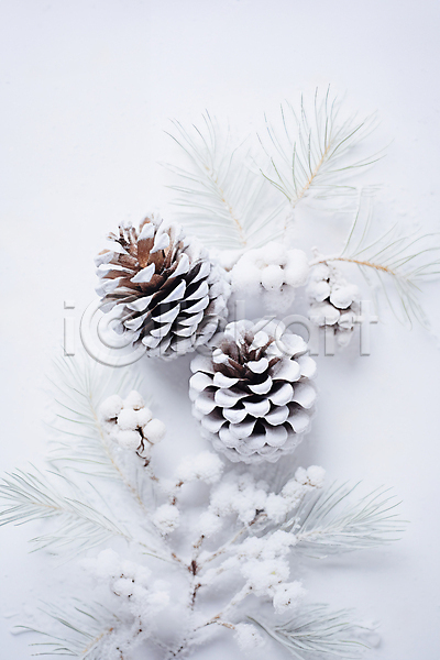 사람없음 JPG 디지털합성 편집이미지 겨울 눈(날씨) 백그라운드 소나무 솔방울 흰색