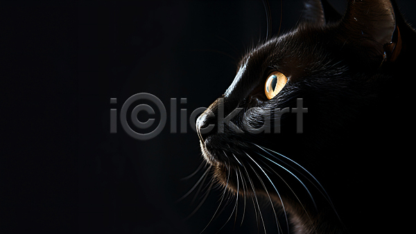 사람없음 JPG 편집이미지 검은색 고양이 동물 어둠 얼굴 응시 한마리