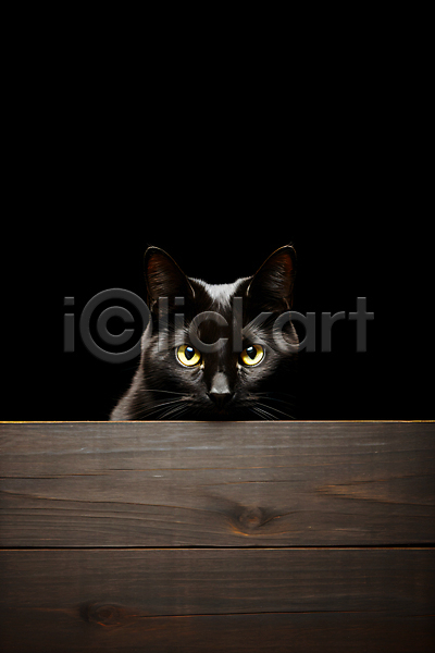사람없음 JPG 편집이미지 검은색 고양이 동물 목재 어둠 한마리