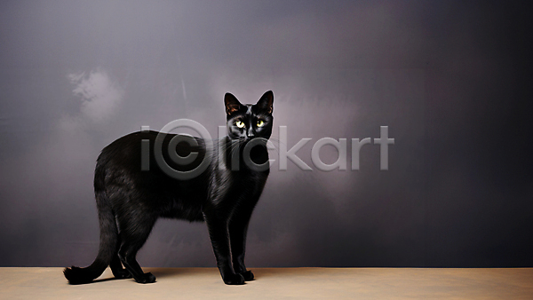 사람없음 JPG 편집이미지 검은색 고양이 동물 서기 어둠 한마리