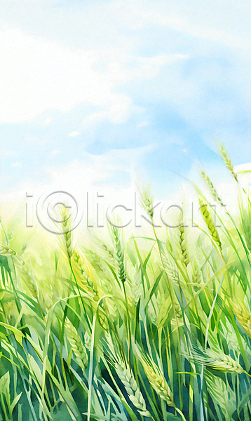 사람없음 JPG 일러스트 구름(자연) 맑음 백그라운드 보리밭 봄 여름(계절) 자연 청보리밭 초원(자연) 풀(식물) 풍경(경치) 하늘