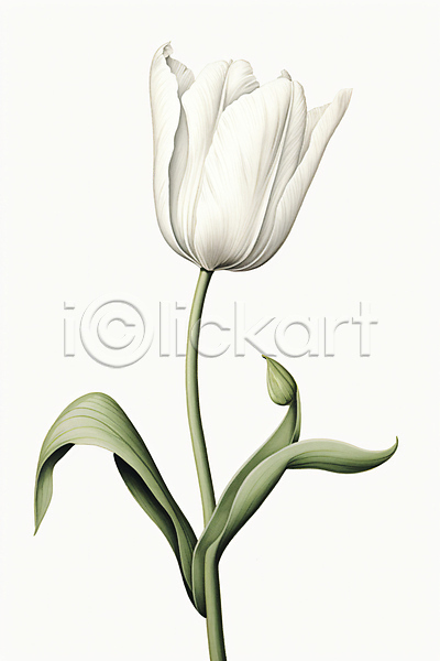 사람없음 PSD 일러스트 그림 자연 튤립 풀(식물) 한송이 흰색