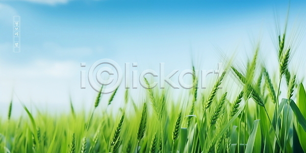 사람없음 PSD 편집이미지 구름(자연) 맑음 보리밭 봄 식물 여름(계절) 자연 청보리 청보리밭 초원(자연) 풍경(경치) 하늘